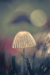 Grzybek w naturze artystyczna wersja bokeh © Robert