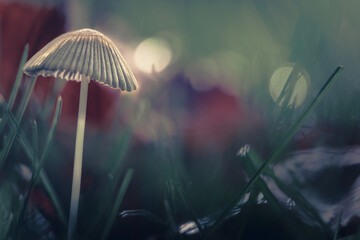 Grzybek w naturze artystyczna wersja bokeh © Robert