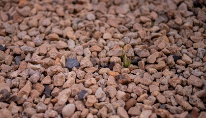 Gros plan sur des graviers et des brins d'herbe