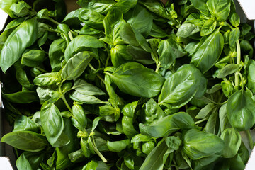 a box of fresh basil on the table
