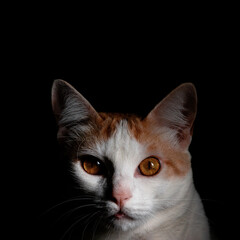 White and yellow cat with black background