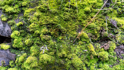 mossy tree trunk in the forest, selective focus