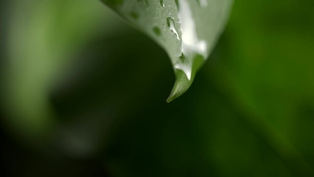Slow motion of water droplet falling from fresh green leaf. Getting an extract from leaves of aloe vera. Dew droplets on plant. Concept of natural moisture or environment and cleanliness. Close up.
