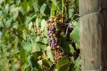 Close up of a bunch of grapes on a vine in the Tuscan countryside