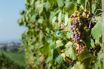 Close up of a bunch of grapes on a vine in the Tuscan countryside