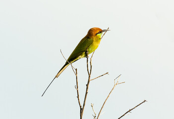 Green bee eater on the branch tree.Little bird isolated on white background.Nature wildlife image on the outdoor park.