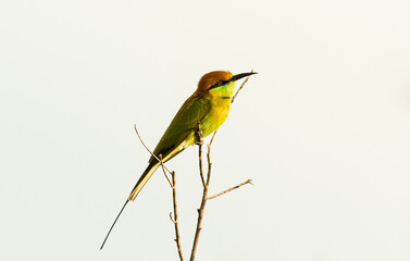 Green bee eater on the branch tree.Little bird isolated on white background.Nature wildlife image on the outdoor park.