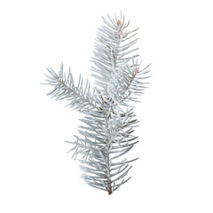 a pine twig covered with white snow on a white isolated background.