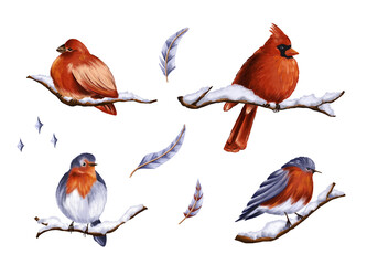 Collection of hand-painted clip art winter elements isolated on white backgrounds. Winter birds on branches such as red cardinal, blue tit, bullfinch, feathers and stars. Elements for winter