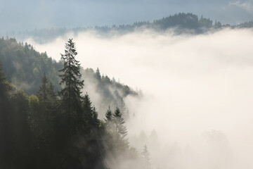 Picturesque view foggy forest in mountains on morning