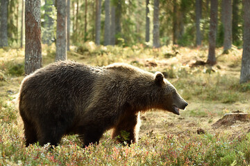 Brown bear in the forest at daylight