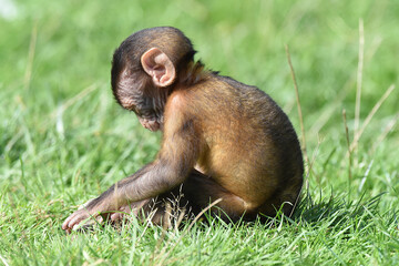 Berberaffenbaby, Tierkind