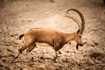 A mountain goat on the slopes of a mountain in the Israeli desert