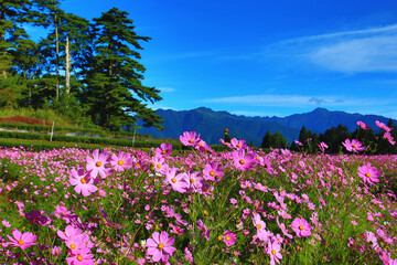 beautiful scenery of Cosmos bipinnatus(Garden cosmos,Mexican aster) flowers and mountains,many pink flowers blooming in the field at sunny summer