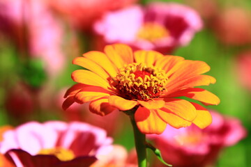 beautiful view of yellow Zinnia(Youth-and-old-age) flowers blooming in the garden at sunny summer,close-up of yellow Zinnia flowers
