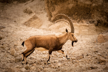 A mountain goat on the slopes of a mountain in the Israeli desert