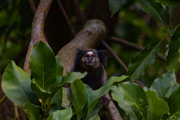 Black and Brown Monkey on Green Leaves