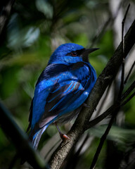 blue bird on a branch