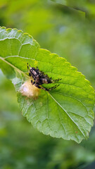 Spider on leaf