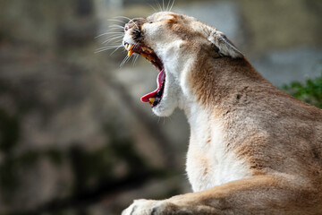 Puma in a Big Yawn Showing Teeth