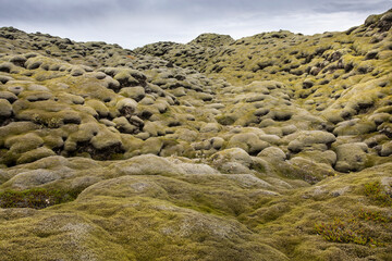 Fototapeta na wymiar Moss on lava in Iceland Eldhraun