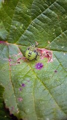 bug on leaf