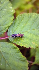 fly on leaf