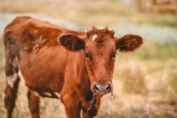 Obraz na płótnie Canvas Close up of a brown cow on a meadow