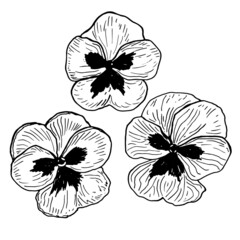 Pansies Flower in a vector style isolated. Black and white sketch. Pansy Botanical Illustration
