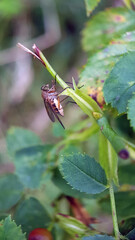 Fly on leaf