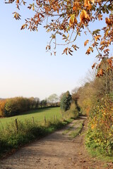 Naklejka premium Feldweg im Herbst am Waldrand