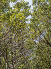 Aley Avenue with trees. Floriana Malta