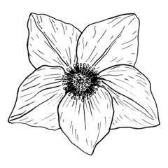 Christmas Rose Flower in a vector style isolated. Black and white sketch. Helleborus Flower Botanical Illustration