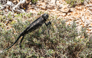 Chameleon running wild 