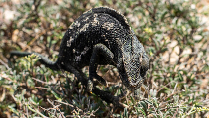 Chameleon running wild 