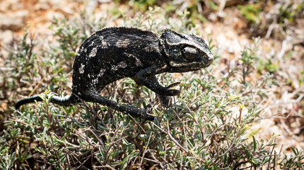 Chameleon running wild 