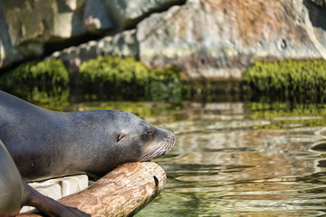 sea seal at the berlin zoo