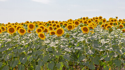 Obraz premium Sunflower Field