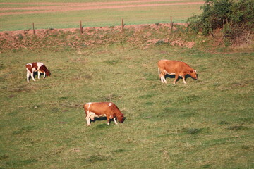Kühe auf einer Weide (Bos taurus)