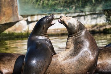 Obraz premium sea seal at the berlin zoo