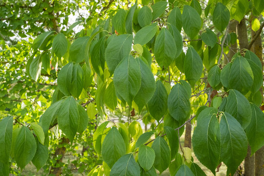 Eucommia ulmoides Chinesischer Guttaperchabaum Zweig mit Bl&auml;ttern