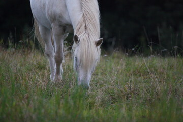Fototapeta na wymiar Weißes Pferd