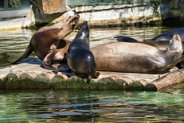 Fototapeta premium sea seal at the berlin zoo
