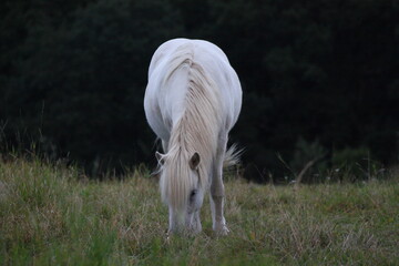Weißes Pferd