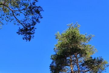 Obraz premium National reserve park at Tiveden. Top of two green trees.Swedish nature during the summer. Beautiful view. Sweden, Scandinavia, Europe.