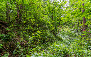 Fototapeta premium Carpathian mountains range, Calimani Romania Transylvania. Pines and cliffs.