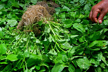 Obraz premium Alimentos. Ervas Jambu.