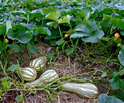 Planta&ccedil;&atilde;o de abobora.