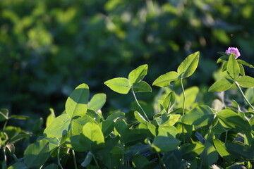 Klee (Trifolium)