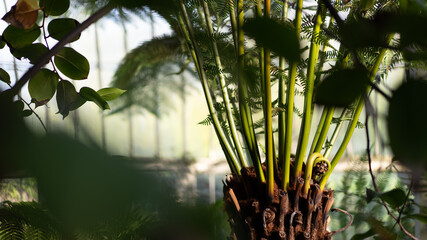 Exotic palm tree hidden behind leaves in a greenhouse